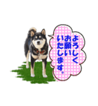 黒柴の女の子、カリンのスタンプです。（個別スタンプ：6）