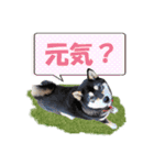 黒柴の女の子、カリンのスタンプです。（個別スタンプ：7）