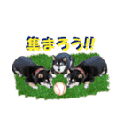黒柴の女の子、カリンのスタンプです。（個別スタンプ：8）