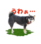 黒柴の女の子、カリンのスタンプです。（個別スタンプ：32）