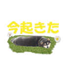 黒柴の女の子、カリンのスタンプです。（個別スタンプ：35）