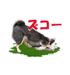 黒柴の女の子、カリンのスタンプです。（個別スタンプ：36）