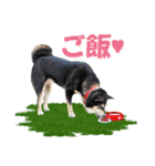 黒柴の女の子、カリンのスタンプです。（個別スタンプ：39）