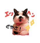 猫 心の声1（個別スタンプ：1）