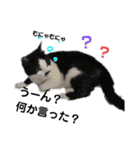 猫 心の声1（個別スタンプ：2）