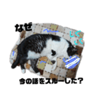 猫 心の声1（個別スタンプ：6）