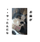 猫 心の声1（個別スタンプ：7）