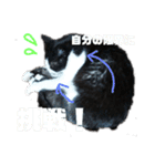 猫 心の声1（個別スタンプ：8）