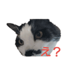 猫 心の声1（個別スタンプ：10）