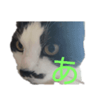 猫 心の声1（個別スタンプ：11）