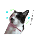猫 心の声1（個別スタンプ：12）
