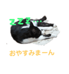猫 心の声1（個別スタンプ：13）