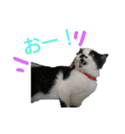 猫 心の声1（個別スタンプ：14）
