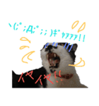 猫 心の声1（個別スタンプ：19）