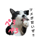 猫 心の声1（個別スタンプ：22）