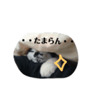 猫 心の声1（個別スタンプ：23）
