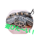うちの気まぐれかめたん（個別スタンプ：3）