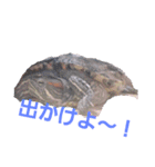 うちの気まぐれかめたん（個別スタンプ：5）