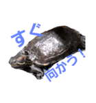 うちの気まぐれかめたん（個別スタンプ：13）
