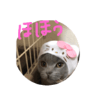 ネッコのネコ君 反応スタンプ（個別スタンプ：3）
