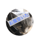 ネッコのネコ君 反応スタンプ（個別スタンプ：8）