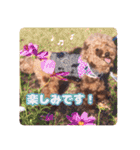 トイプードルのアンちゃん。（個別スタンプ：5）