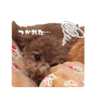 トイプードルのアンちゃん。（個別スタンプ：10）