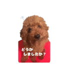 トイプードルのアンちゃん。（個別スタンプ：11）