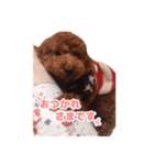 トイプードルのアンちゃん。（個別スタンプ：19）
