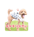 トイプードルのアンちゃん。（個別スタンプ：29）