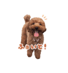トイプードルのアンちゃん。（個別スタンプ：31）