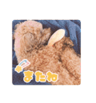 トイプードルのアンちゃん。（個別スタンプ：35）