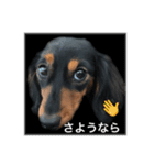 愛犬の挨拶 ⑨（個別スタンプ：3）