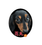 愛犬の挨拶 ⑨（個別スタンプ：5）