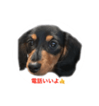 愛犬の挨拶 ⑨（個別スタンプ：7）