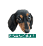 愛犬の挨拶 ⑨（個別スタンプ：11）