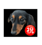 愛犬の挨拶 ⑨（個別スタンプ：13）