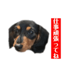 愛犬の挨拶 ⑨（個別スタンプ：14）