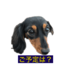 愛犬の挨拶 ⑨（個別スタンプ：15）