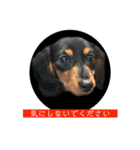 愛犬の挨拶 ⑨（個別スタンプ：18）