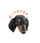 愛犬の挨拶 ⑨（個別スタンプ：19）