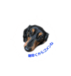 愛犬の挨拶 ⑨（個別スタンプ：22）