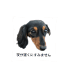 愛犬の挨拶 ⑨（個別スタンプ：23）