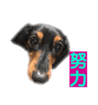 愛犬の挨拶 ⑨（個別スタンプ：26）