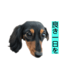 愛犬の挨拶 ⑨（個別スタンプ：30）