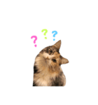 にゃんこな日常。（個別スタンプ：5）