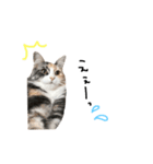 にゃんこな日常。（個別スタンプ：7）
