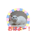 しろねこみーたん（個別スタンプ：1）