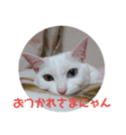 しろねこみーたん（個別スタンプ：2）