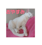 しろねこみーたん（個別スタンプ：3）